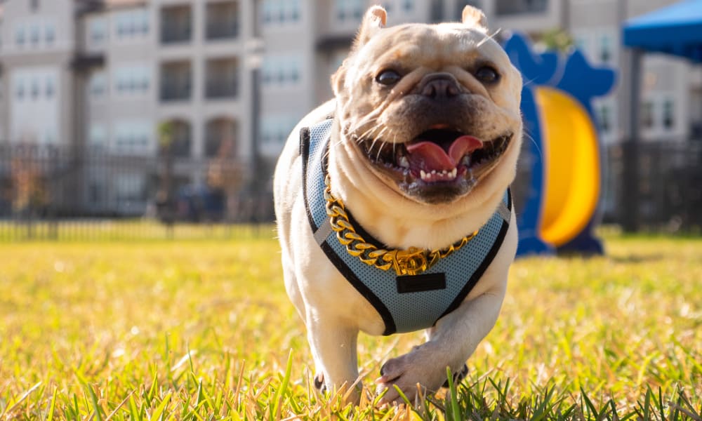 Happy resident dog at Murano at Three Oaks in Fort Myers, Florida