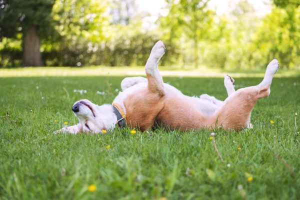Happy dog at The Sage Collection in Tacoma, Washington