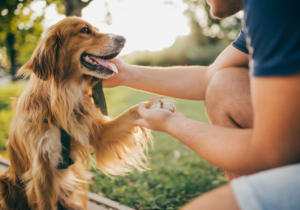 Resident petting their dog in a nearby park by 28 Exeter at Newbury in Boston, Massachusetts