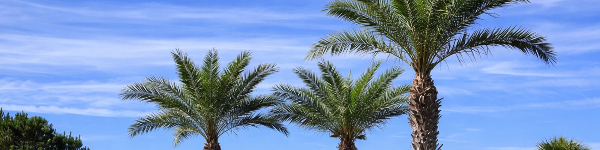 Palm trees in Biloxi