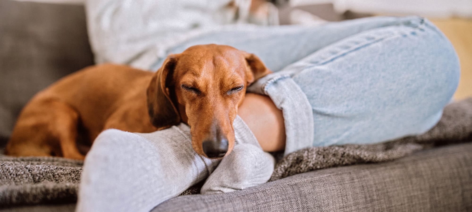 Pet policy at Marquis at Desert Ridge in Phoenix, Arizona