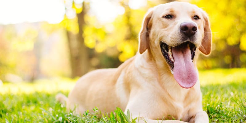 Dog Friendly Rentals Chapel Hill