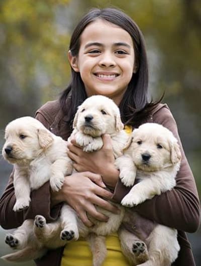 Doggies for the spaying and neutering process at Kitsap Veterinary Hospital in Port Orchard, Washington