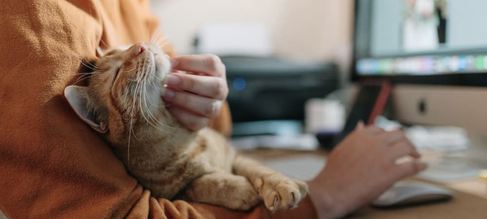 A resident pets his cat at University Lofts at Greensborough Village, Jonesboro, Arkansas