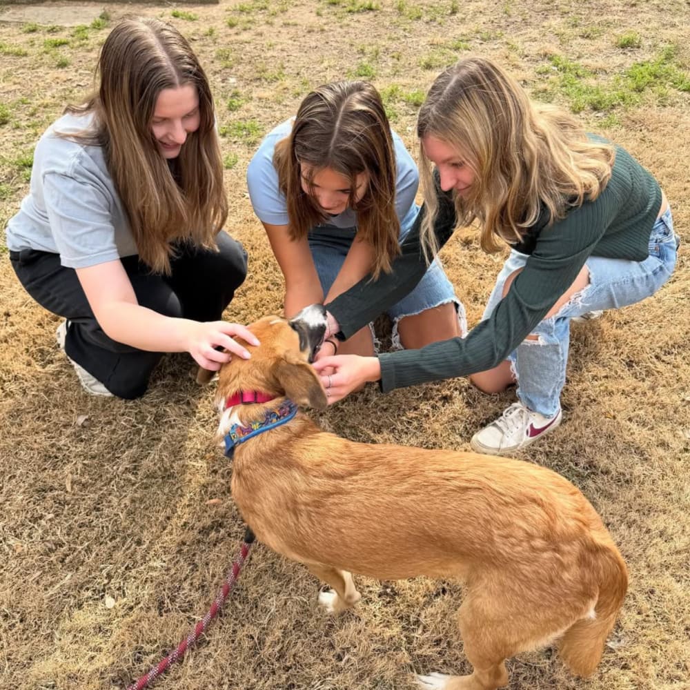 Cute dog at The Landing Fayetteville in Fayetteville, Arkansas