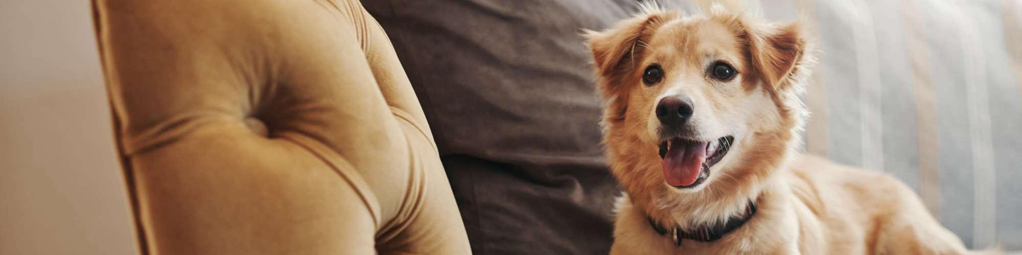 Pet-Friendly | Redland Creek in Lawrenceville, Georgia
