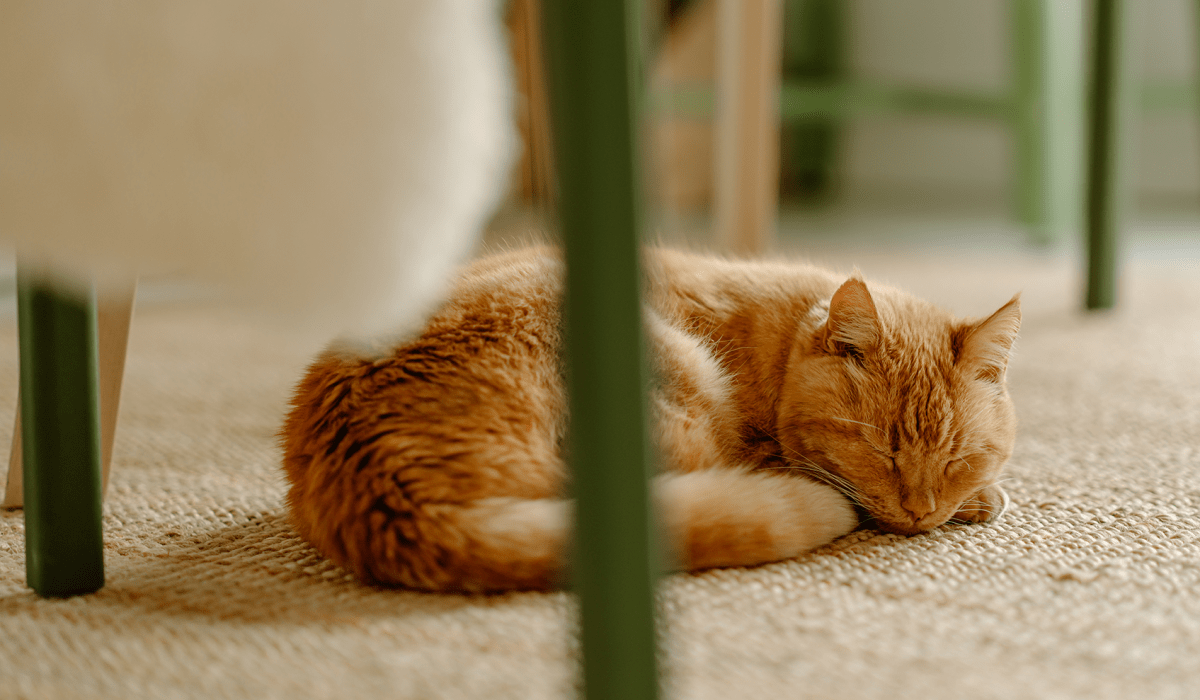 Peaceful napping cat at pet-friendly Savelle Nona West in Orlando, Florida