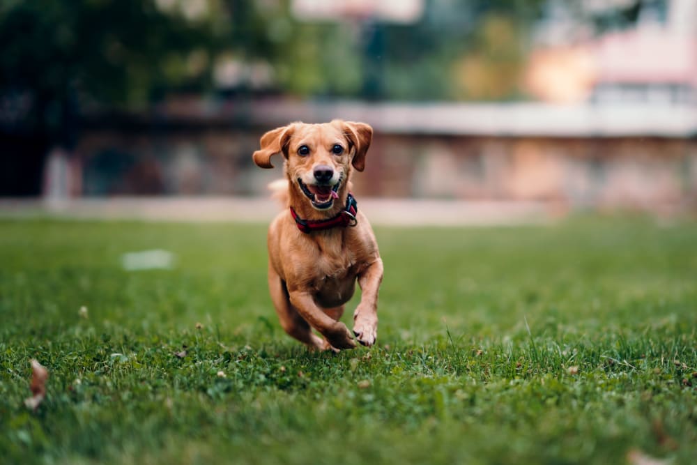 A resident pup enjoying the lush green grass at Silver Lake Hills in Fenton, Michigan