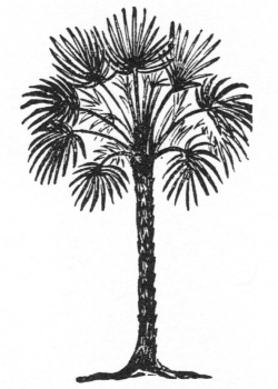 Palm tree illustration for Arcadia Decatur in Decatur, Georgia