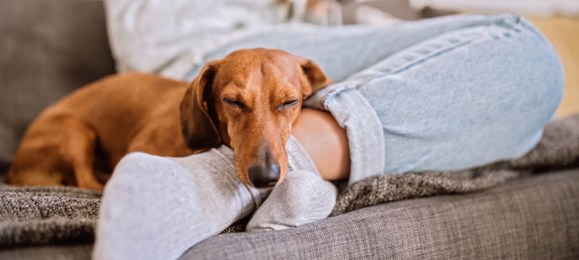 Pet policy at Marquis at Bellaire Ranch in Fort Worth, Texas