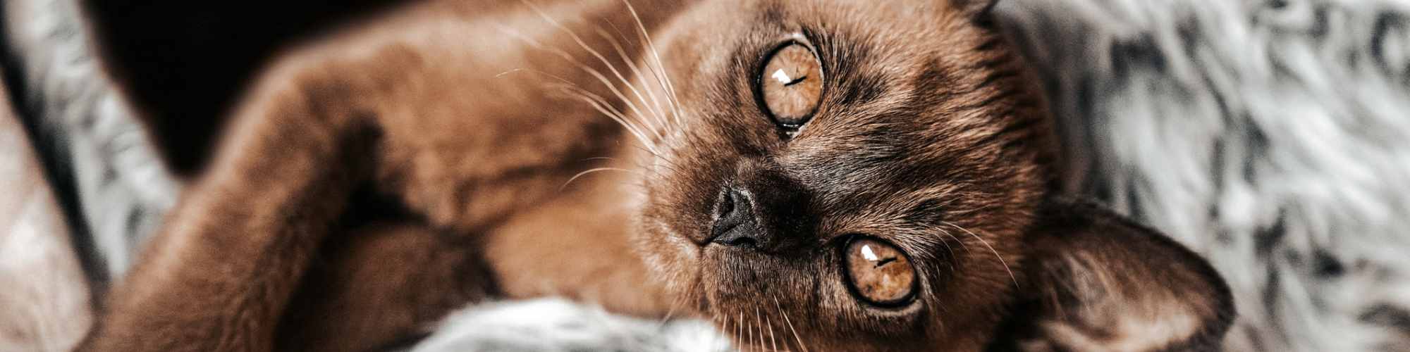 Pet Friendly | Residences at 111 Lyon in Grand Rapids, Michigan