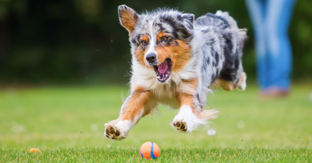 Dog playing fetch at Sienna Heights Apartment Homes in Lancaster, California