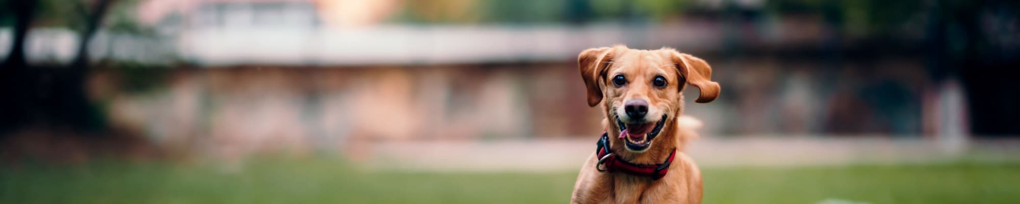 Bensons Corner Apartments's pet policy in Fallston, Maryland