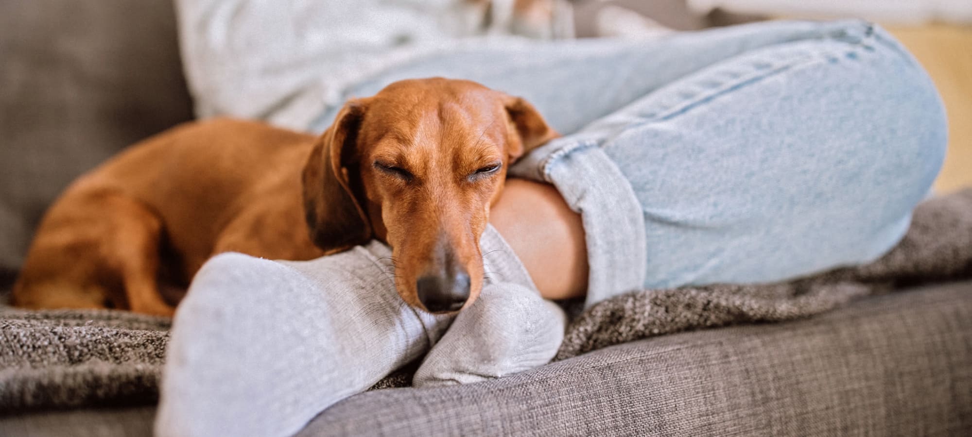 Pet policy at The Fairmont at Willow Creek in Folsom, California