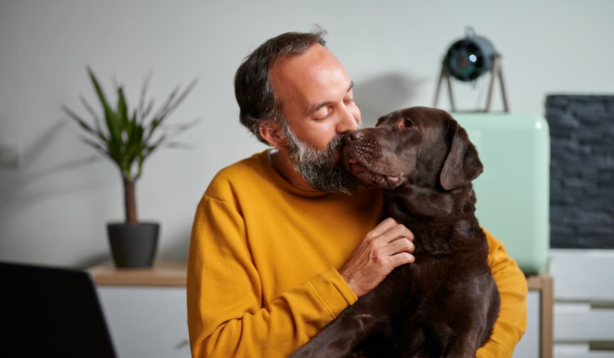 Happy lab keeping his owner company while he works from home at James River Pointe in Richmond, Virginia