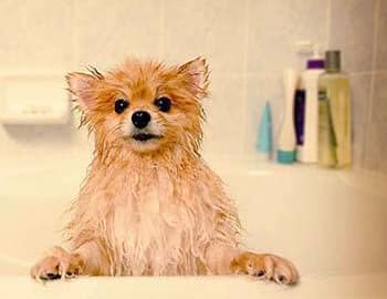 Pup mid-bath at Parkview Animal Hospital in Warren, MI