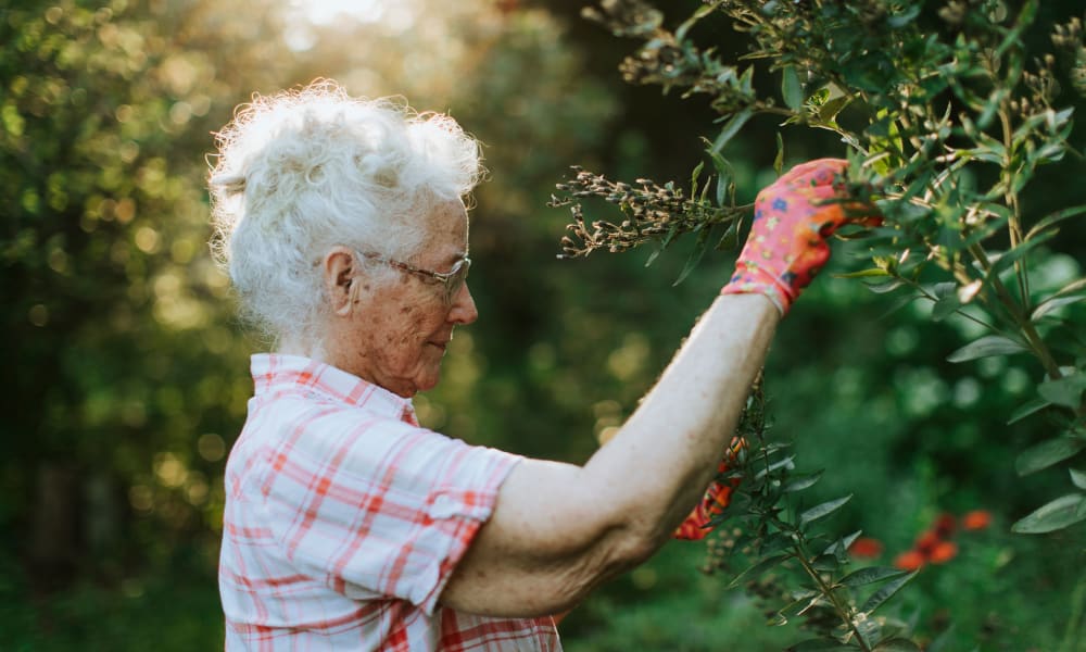 Resident outside gardening on a sunny morning at Randall Residence of Centerville in Centerville, Ohio