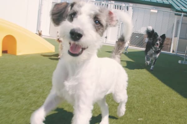 Happy dog at NVA