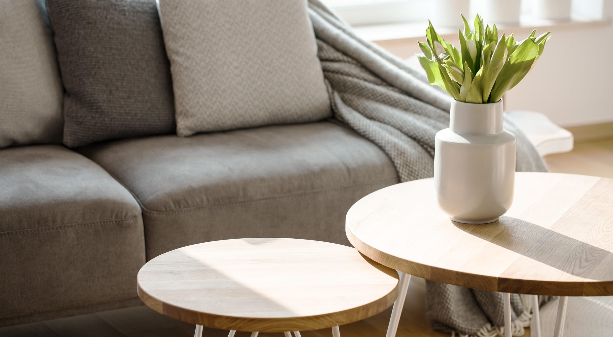 plant on a coffee table at Chelsea Park in Gaithersburg, Maryland