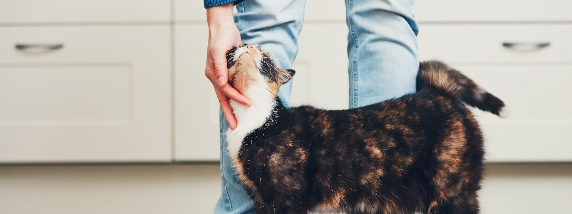 Crestone Apartments's pet policy in Brighton, Colorado