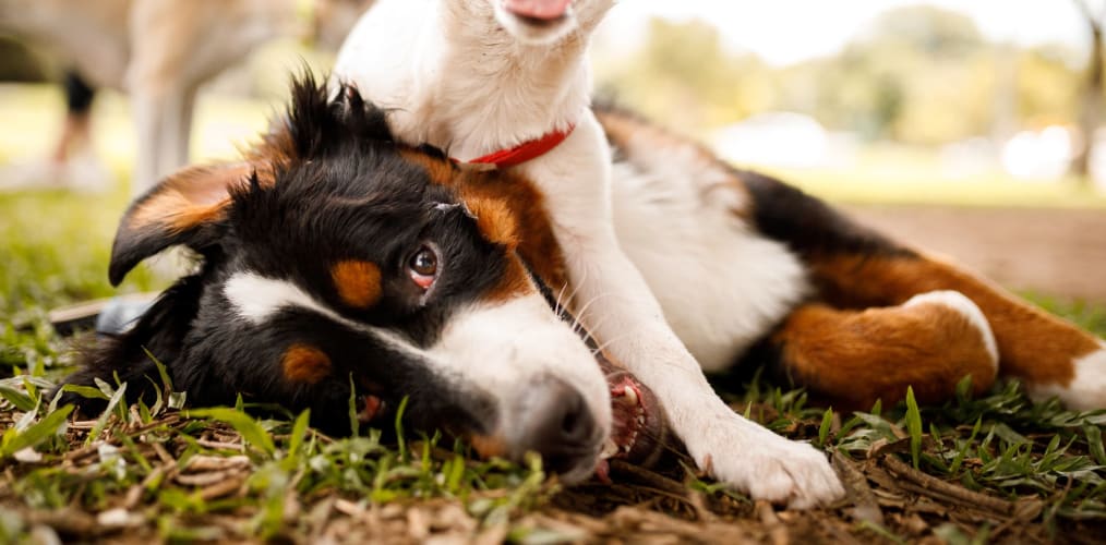 Two dogs playing at The Everett at Ally Village in Midland, Texas