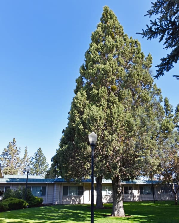 Senior life at Regency Care of Central Oregon in Bend, OR