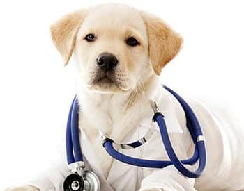 Animal Hospital in Panama City Beach mission statement