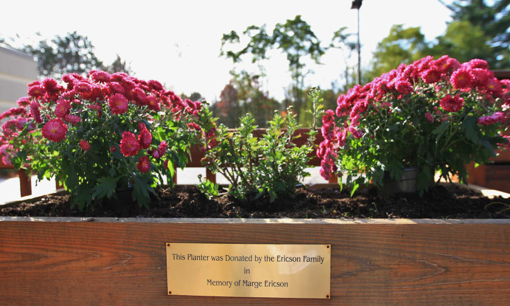 Beautiful pink flowers at Maple Ridge Care Center in Spooner, Wisconsin