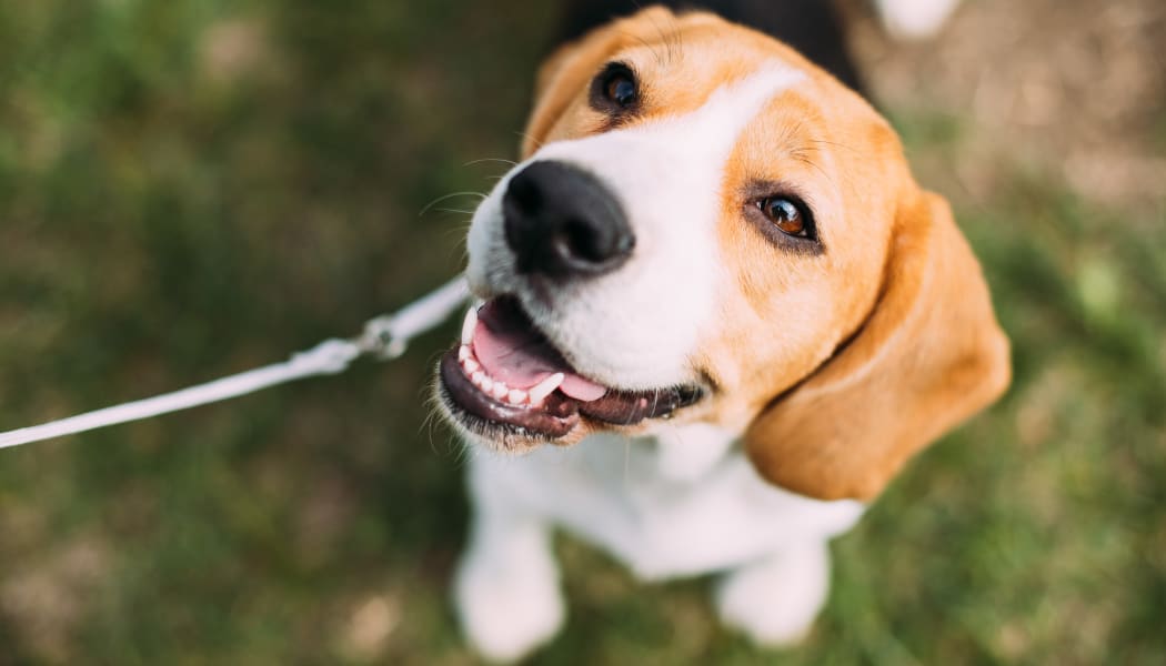 Resident beagle happy to be home at Sausalito Apartments in College Station, Texas