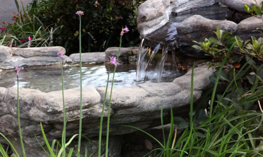 Small pond and flowers outside Quail Park on Cypress in Visalia, California