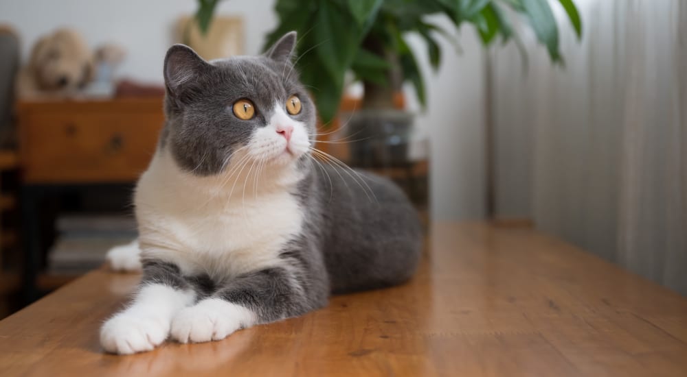 Happy cat at Lafayette Oaks in Lafayette, California