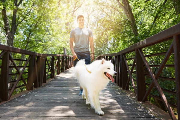 Dog walking in the park near Blackbird in Redmond, Washington