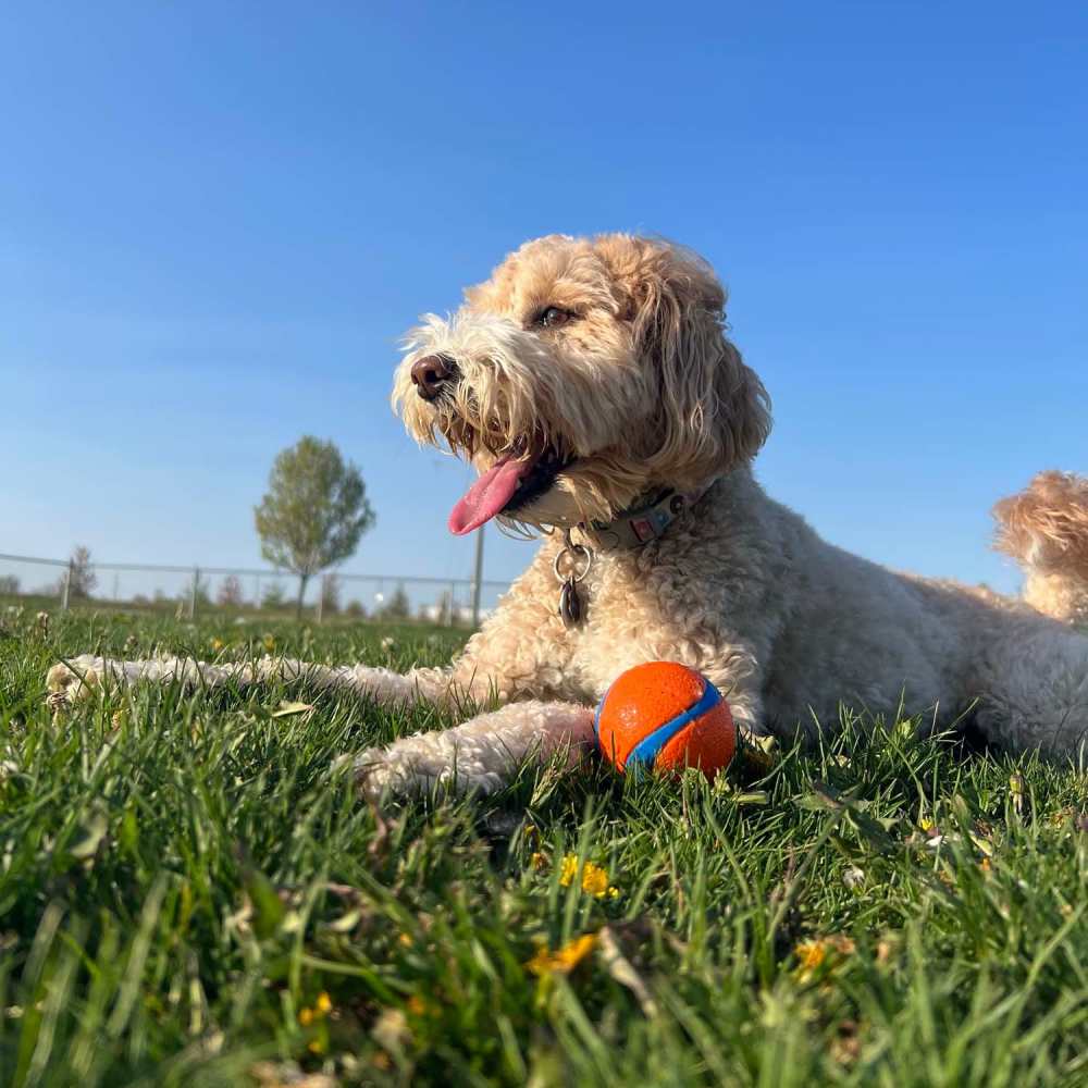 Dog at off leash dog park with a ball at Ashland Park in Mobile, Alabama