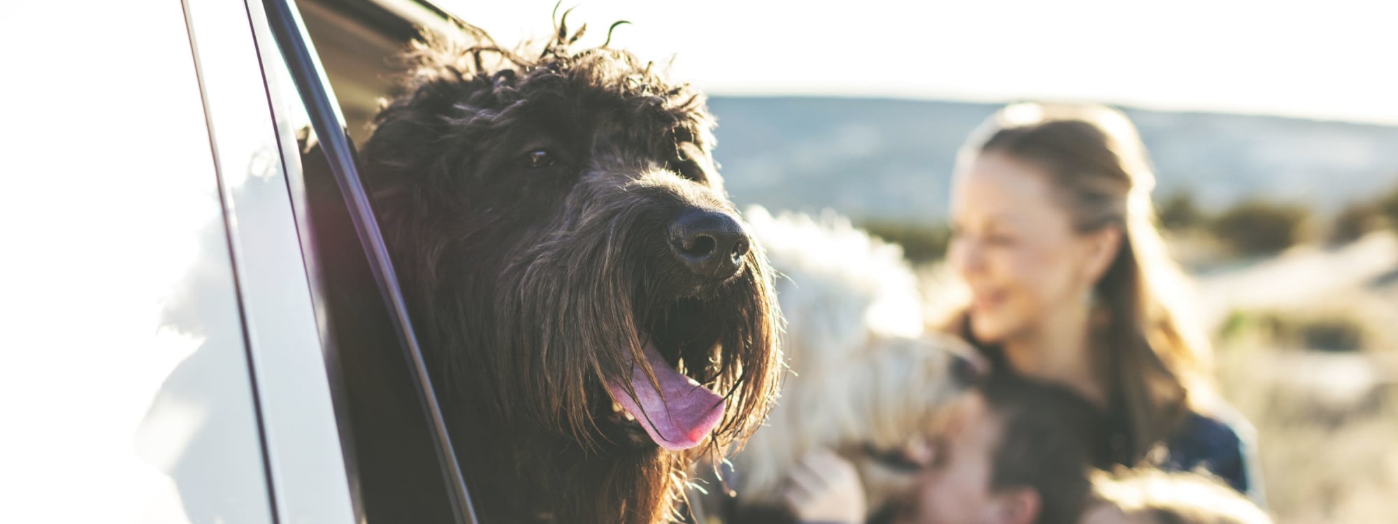 Town Park Villas's pet policy in Tampa, Florida