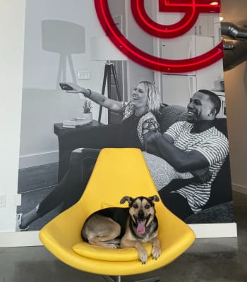A happy dog with his tongue out at University Lofts Downtown, Jonesboro, Arkansas