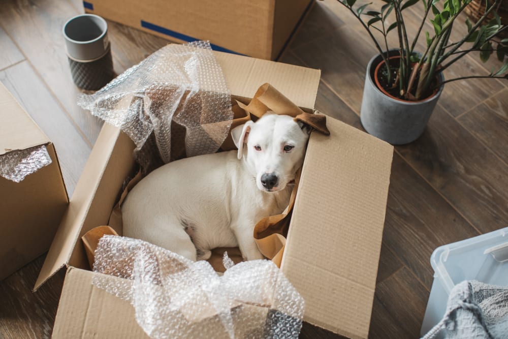 A happy puppy laying in a box near modSTORAGE