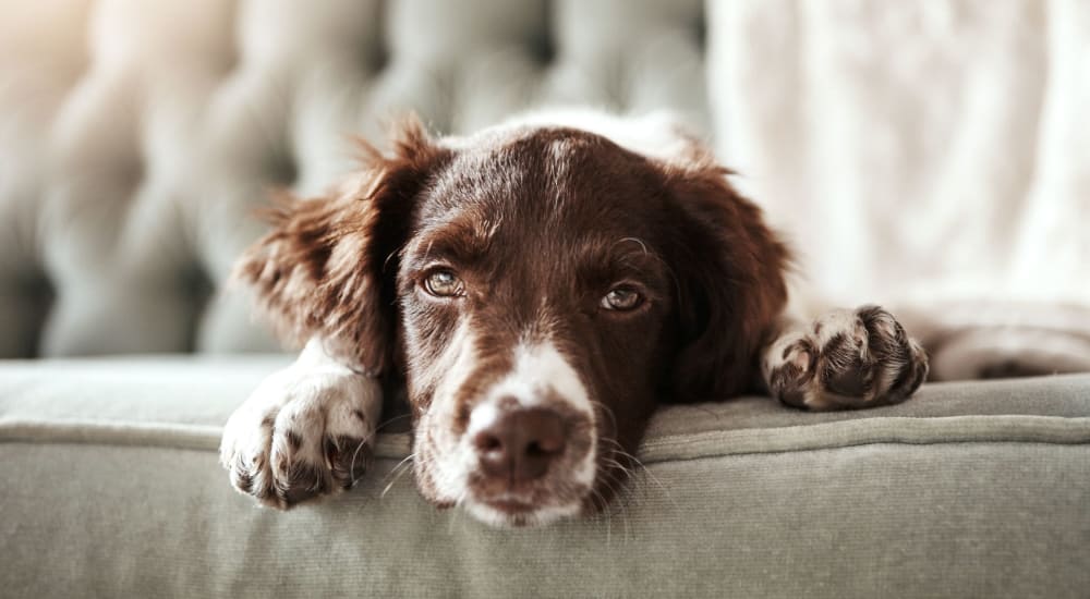 Dog laying on the sofa at Bellrock Market Station in Katy, Texas