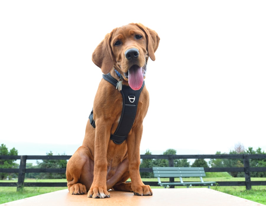 Dog at Van Mark Ridgeland in Ridgeland, Mississippi