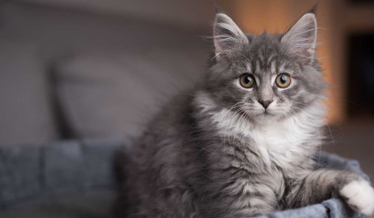 Cat at Shade at Desert Ridge in Phoenix, Arizona