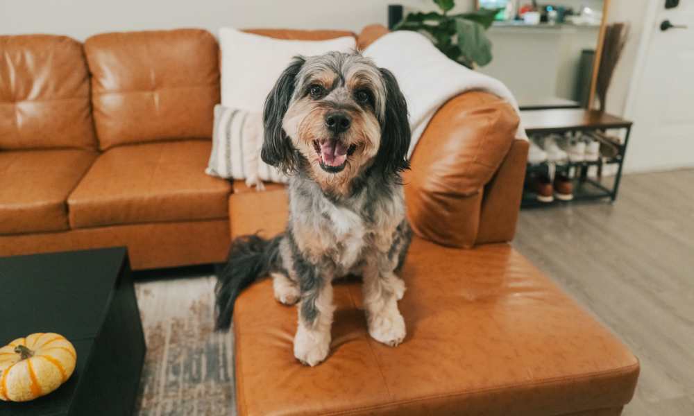 Cute dog posing for photo at Avonlea On The River in Duluth, Georgia