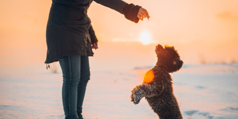 Resident playing with their dog at Ascent 1791 in Park City, Utah