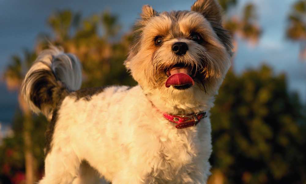 Dog and cat in an apartment at Summit Knolls Apartments & Townhomes in Webster, New York 