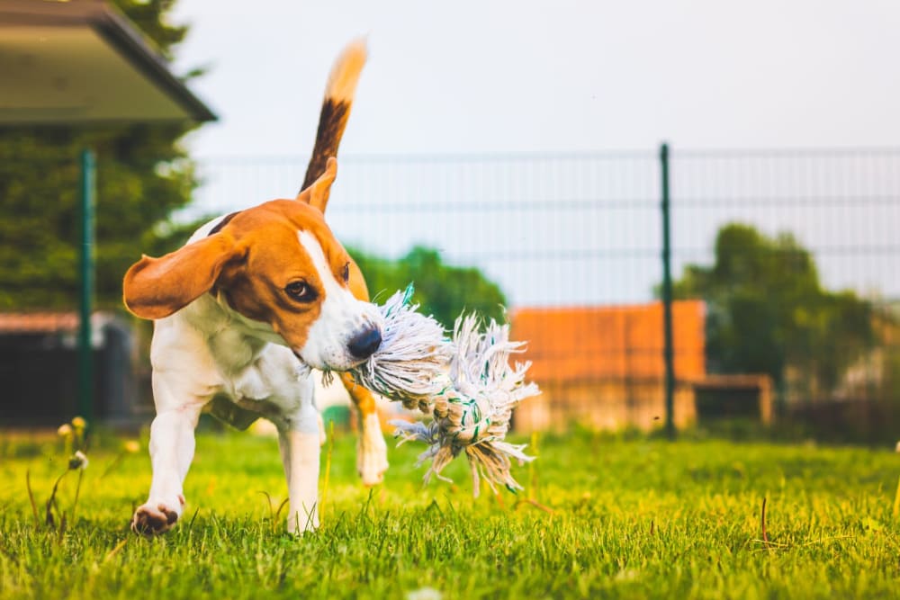 A dog at the dog park at Enclave at Woodcrest Station in Cherry Hill, New Jersey