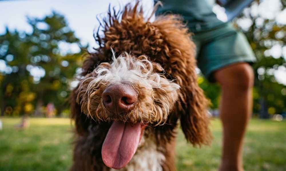 Dog playing in the nearby dog park at Alameda Pointe in Norman, Oklahoma