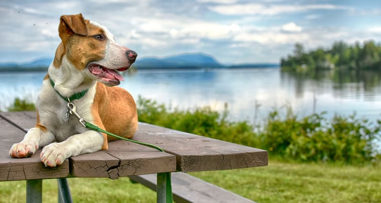 Dog relaxing by a lake in Colorado Springs, Colorado near FalconView