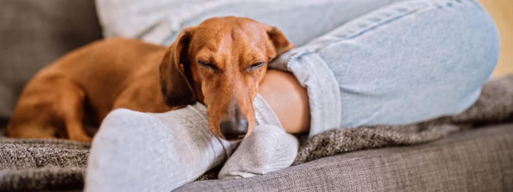 Resident and dog cuddling in new apartment at Hawthorn Village Apartments in Napa, California