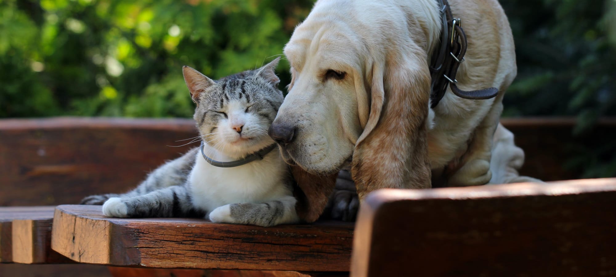 Pet policy at Austin Midtown in Austin, Texas