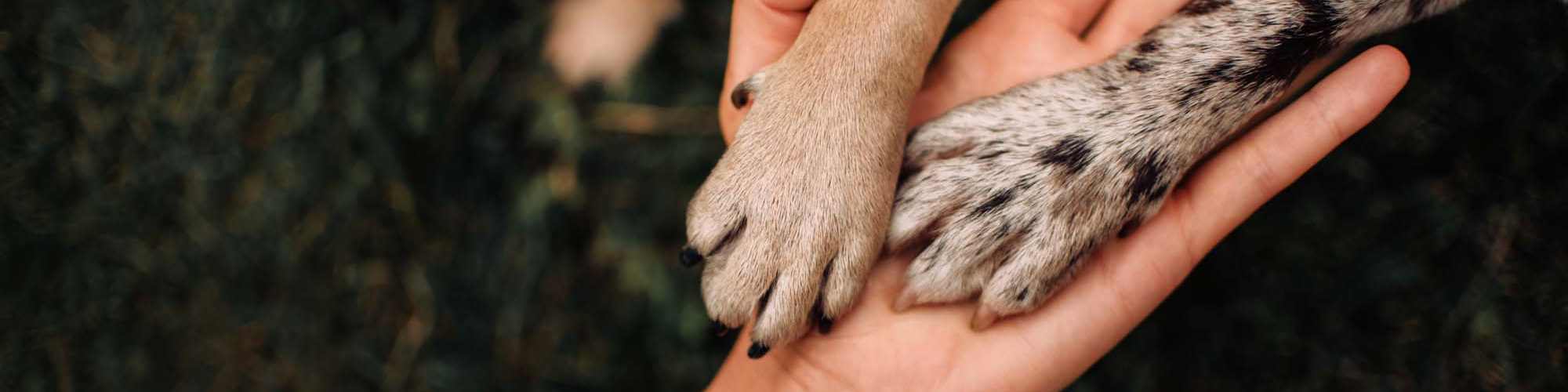 Pet-Friendly | Chapel Estates I in Jackson, Mississippi