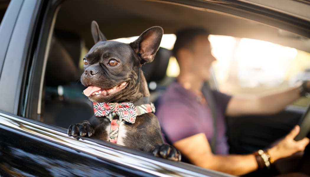 Resident and his dog driving home to their apartment at EnVue Apartments in Bryan, Texas