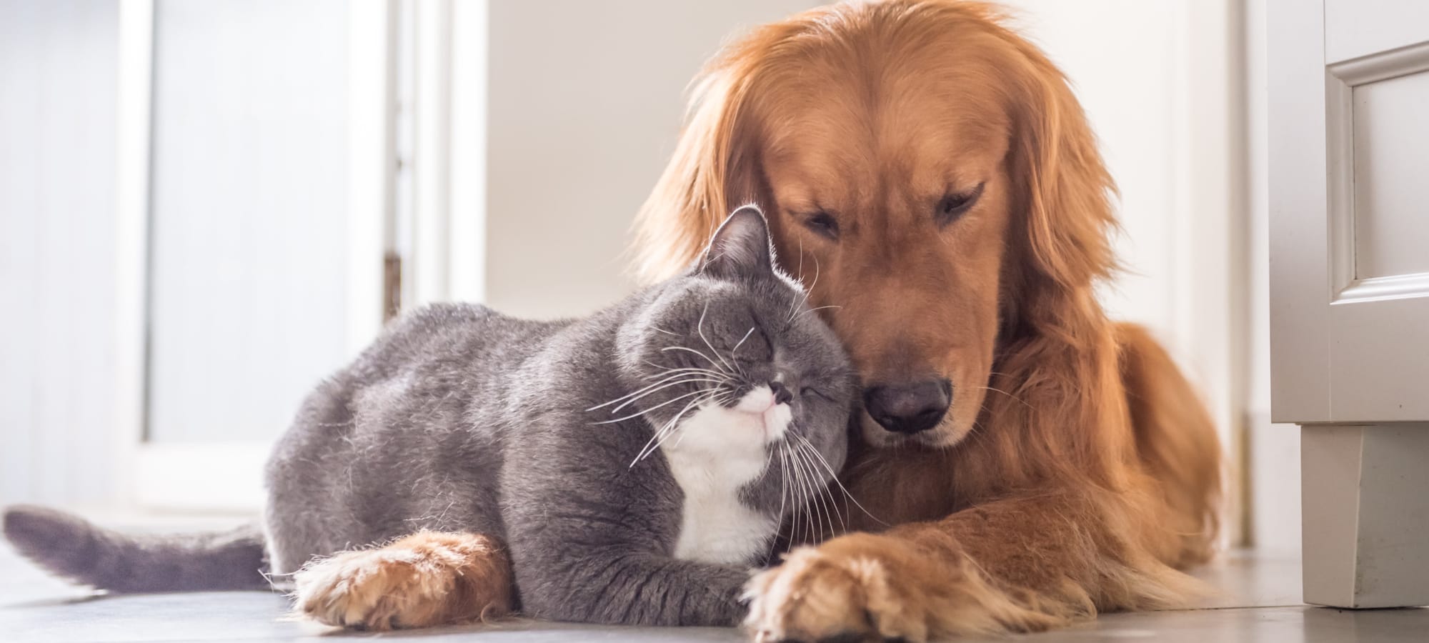 Pet policy at Marquis Castle Pines in Castle Pines, Colorado